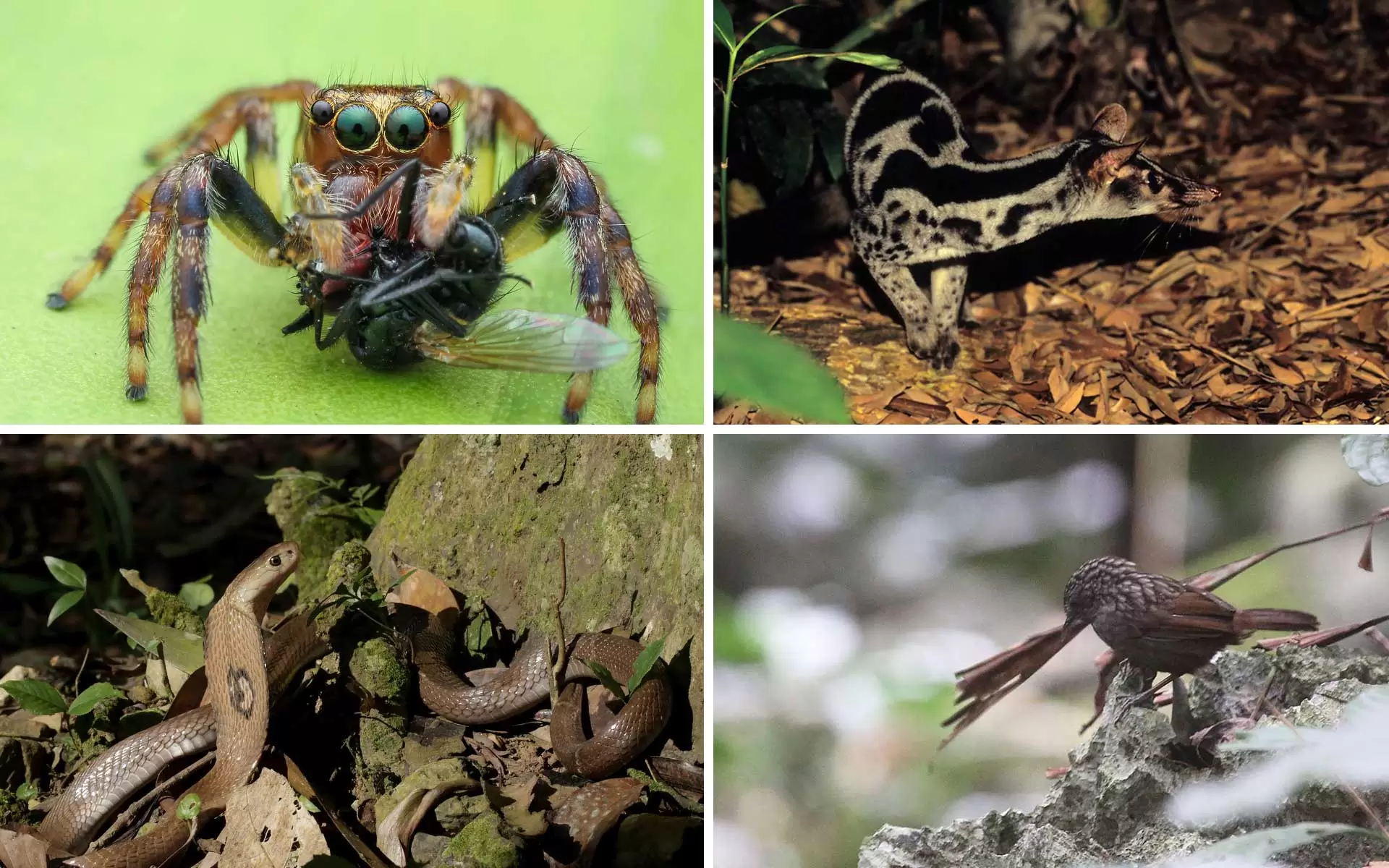 Wildlife discovering and bird watching in Cuc Phuong National Park